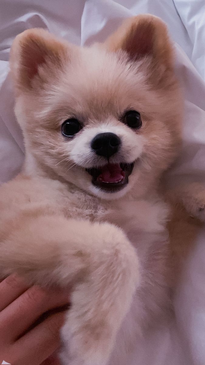 675x1200  Pin by Alina_aa on Обои для телефона | Dog accesories, Cute dogs, Cute  animals