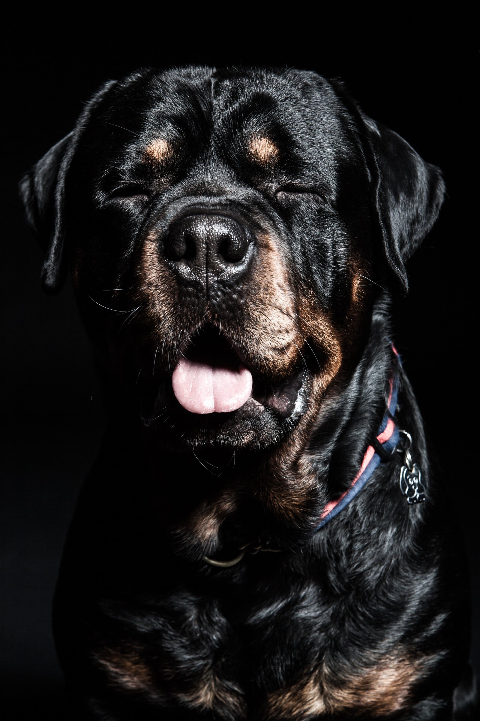 1600x2400  Обои с собаками на телефон - 67 фото