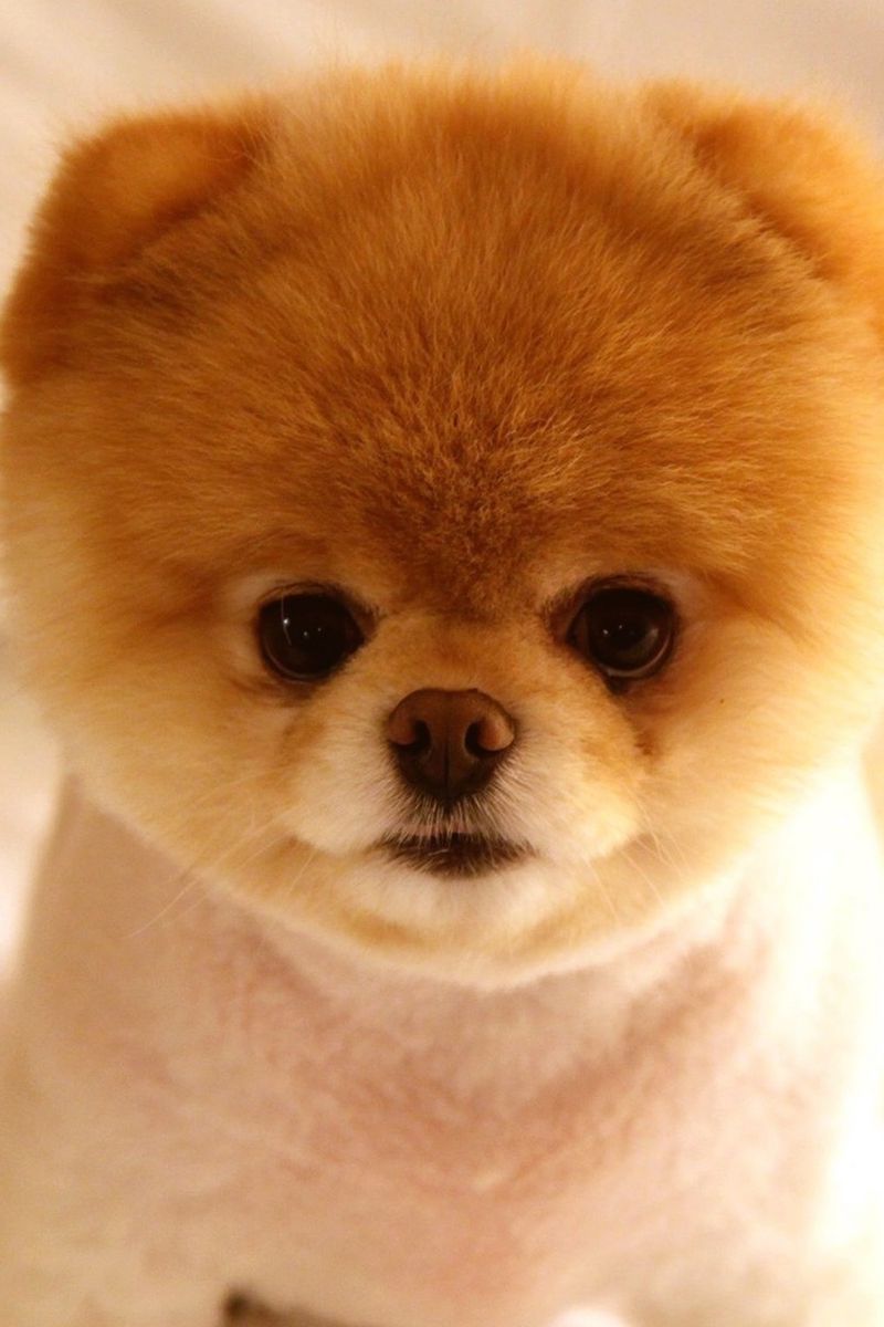 800x1200  Скачать 800x1200 щенок, милый, морда, взгляд, собачка обои, картинки iphone  4s/4 for parallax