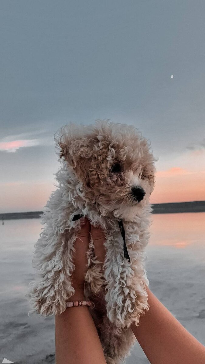 675x1200  Собаки | 🌸Обои, картинки на телефон💮 | Дзен