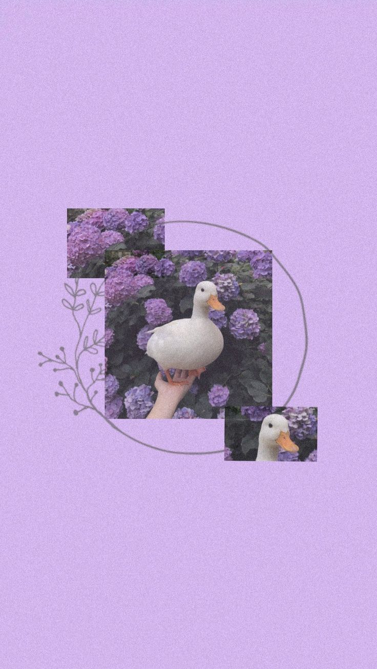 736x1306  Обои с уточкой | Фиолетовые обои, Обои, Hello kitty обои