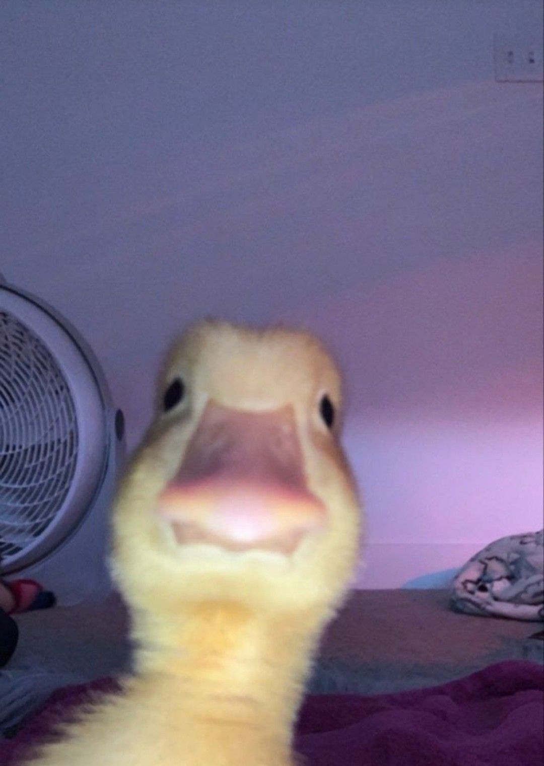 1080x1521  Утяяяя | Животные, Обои, Утка