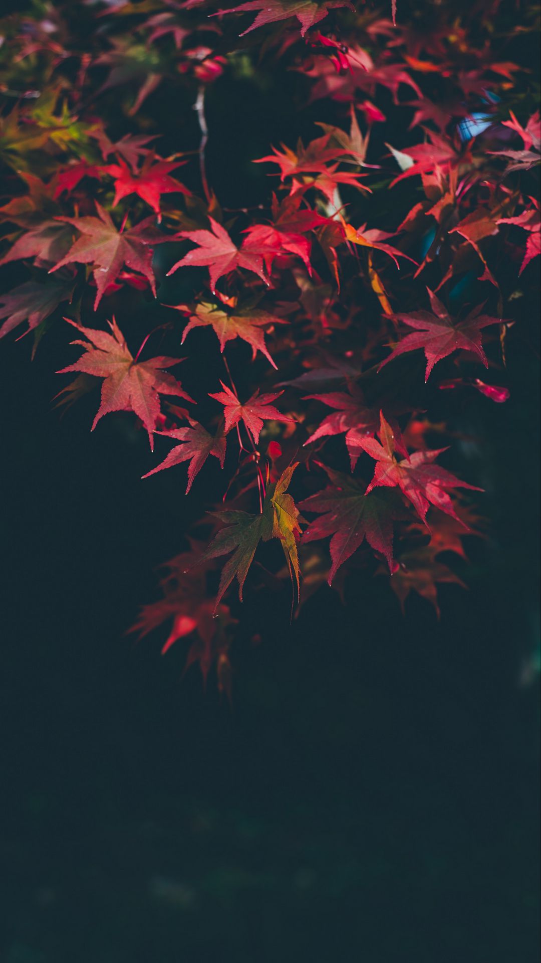 1080x1920  Скачать 1080x1920 листья, осень, размытость, ветки, осенние краски обои, картинки  samsung galaxy s4, s5, note, sony xperia z, z1, z2, z3, htc one, lenovo vibe