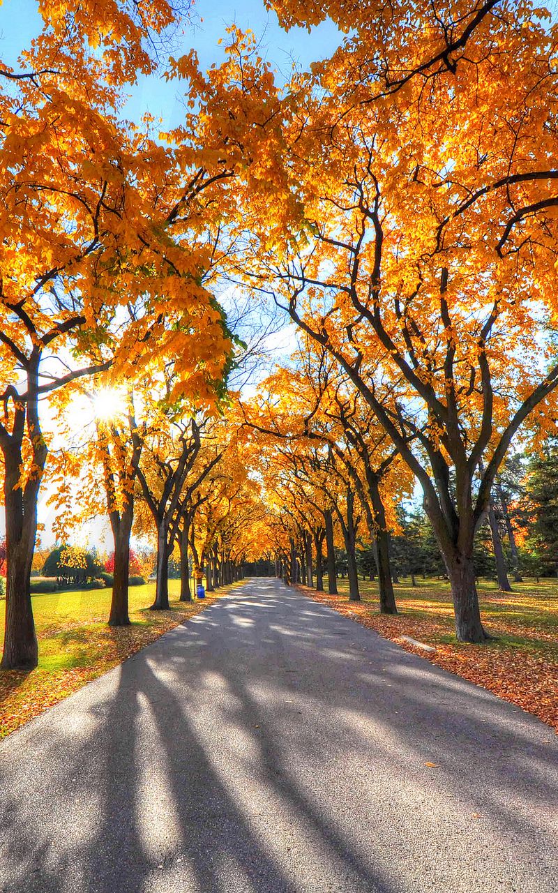 800x1280  Скачать 800x1280 осень, аллея, парк, деревья обои, картинки samsung galaxy  note gt-n7000, meizu mx2