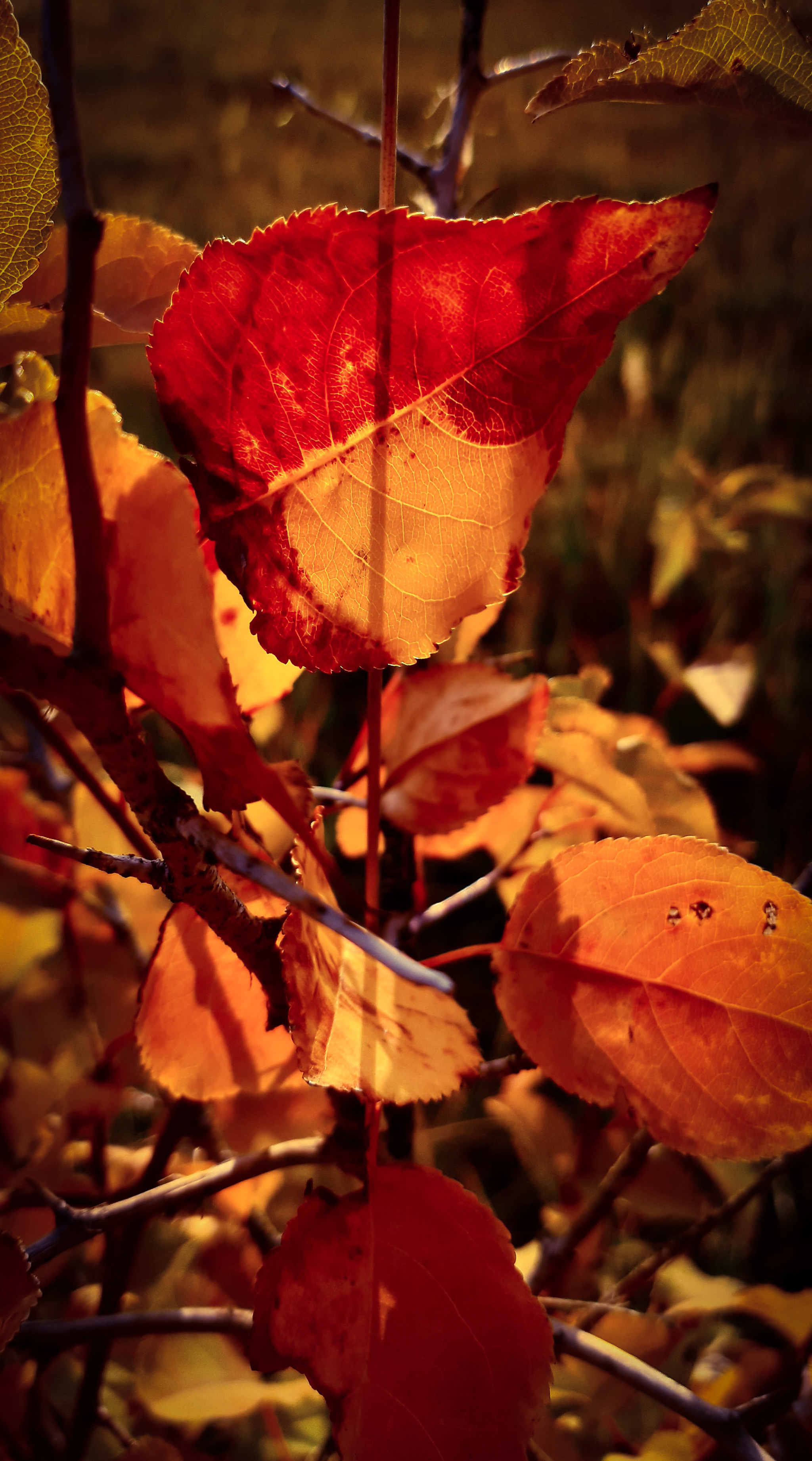 2048x3683  Осень захватывает владения... | Пикабу