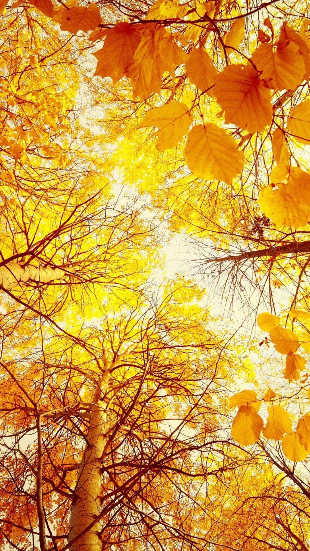 1080x1920  Обои на телефон вертикальные сентябрь - фото и картинки abrakadabra.fun