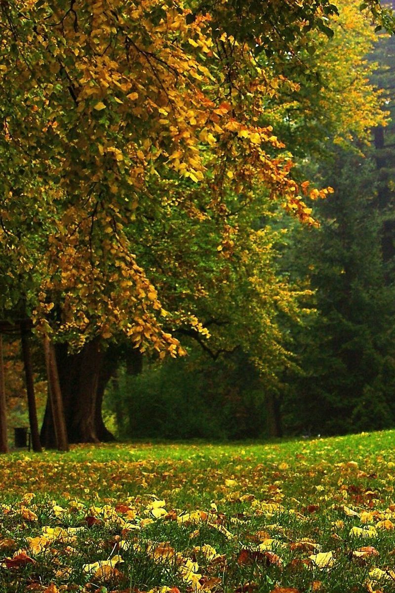 800x1200  Ноябрь календарь мобильные обои акварель вишня Фон Обои Изображение для  бесплатной загрузки - Pngtree