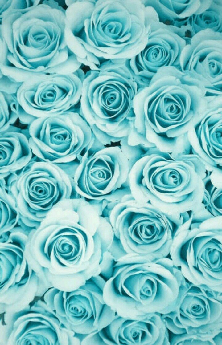 720x1120  Бирюзовые розы - 72 фото