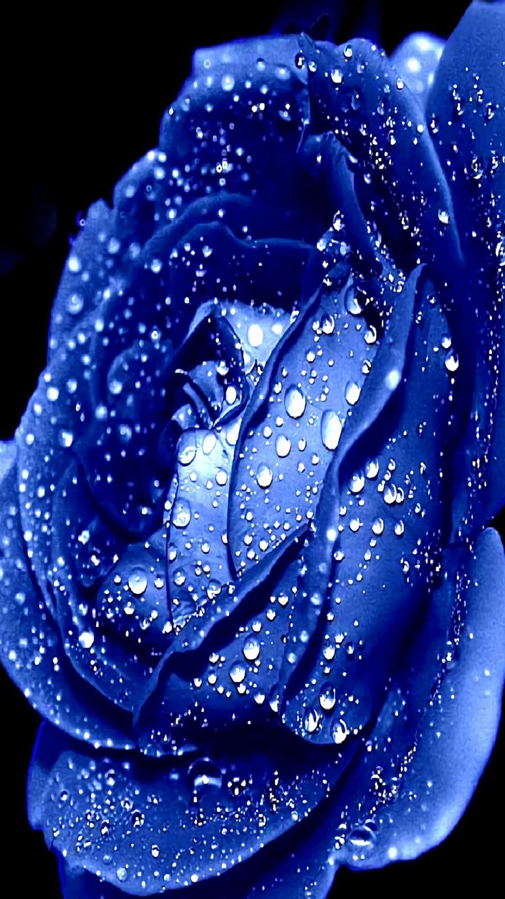 736x1308  Pin by Tracey on Blue Roses | Blue roses wallpaper, Blue roses, Blue  inspiration
