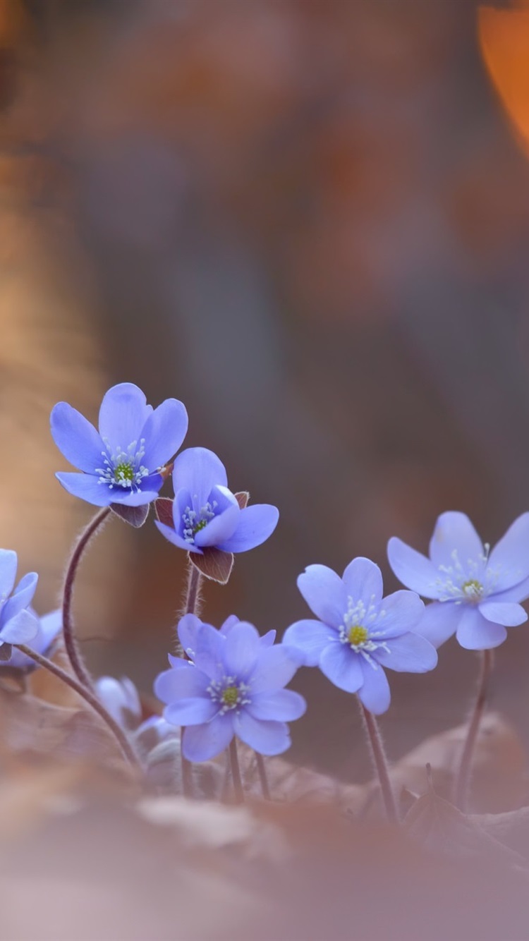 750x1334  Обои синяя роза, Роза, синий, цветок, вода на телефон Android, 1080x1920  картинки и фото бесплатно