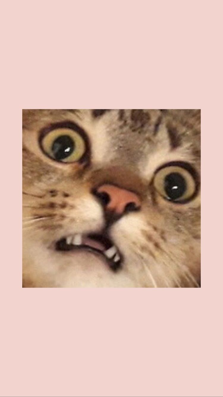 750x1334  Pin by nna on •ｗａｌｌｐａｐｅr• | Animal wallpaper, Iphone wallpaper cat, Cat  wallpaper