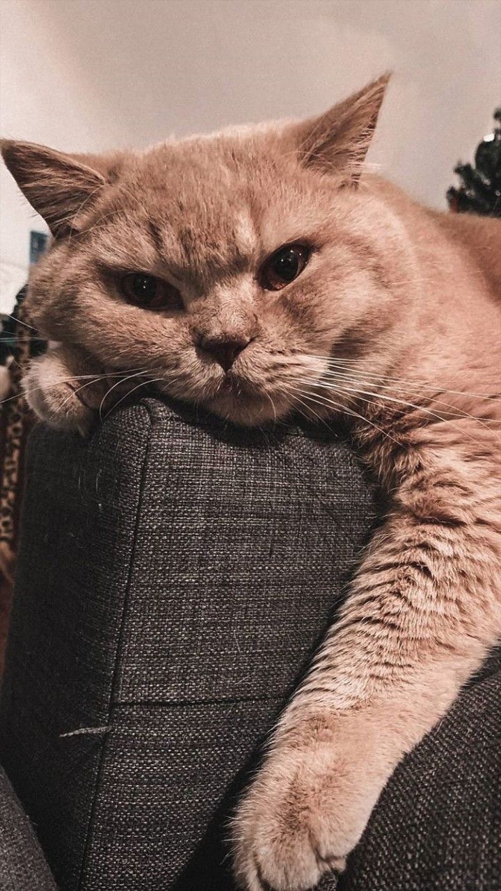 720x1280  обои на телефон | Морды животных, Любители кошек, Смешные морды животных