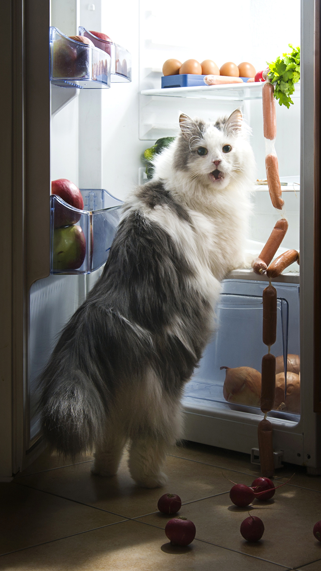 1080x1920  Images Animals cat fridge Vienna sausage Funny Glance 1080x1920