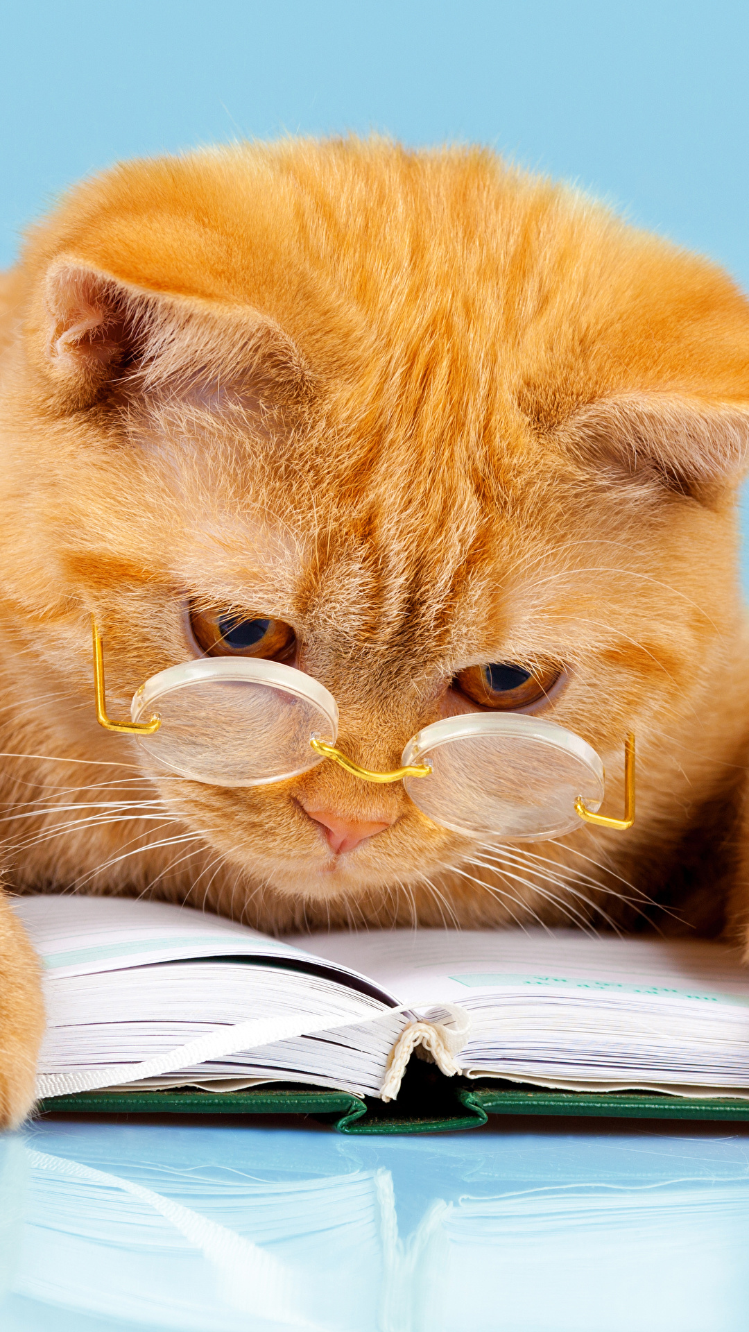 1080x1920  Images Cats Funny Ginger color Paws Book Glasses Animals 1080x1920