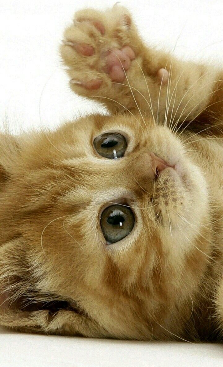 720x1184  Pin on Коты