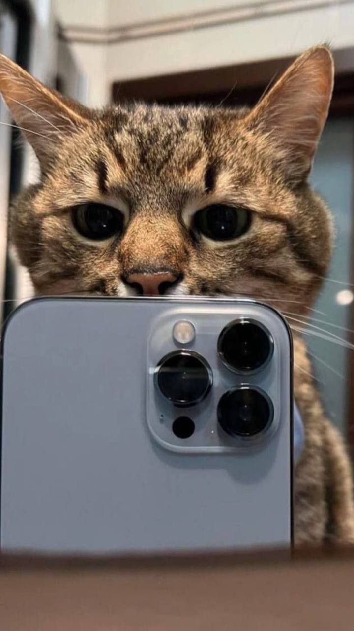 720x1280  Кот с телефоном en 2022 | Gatitos adorables, Fotos con gatos, Imagenes de  homero | Милые котики, Котята, Милые щенки