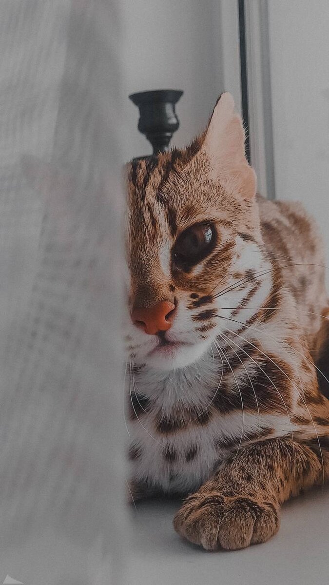 675x1200  Котик | 🌸Обои, картинки на телефон💮 | Дзен