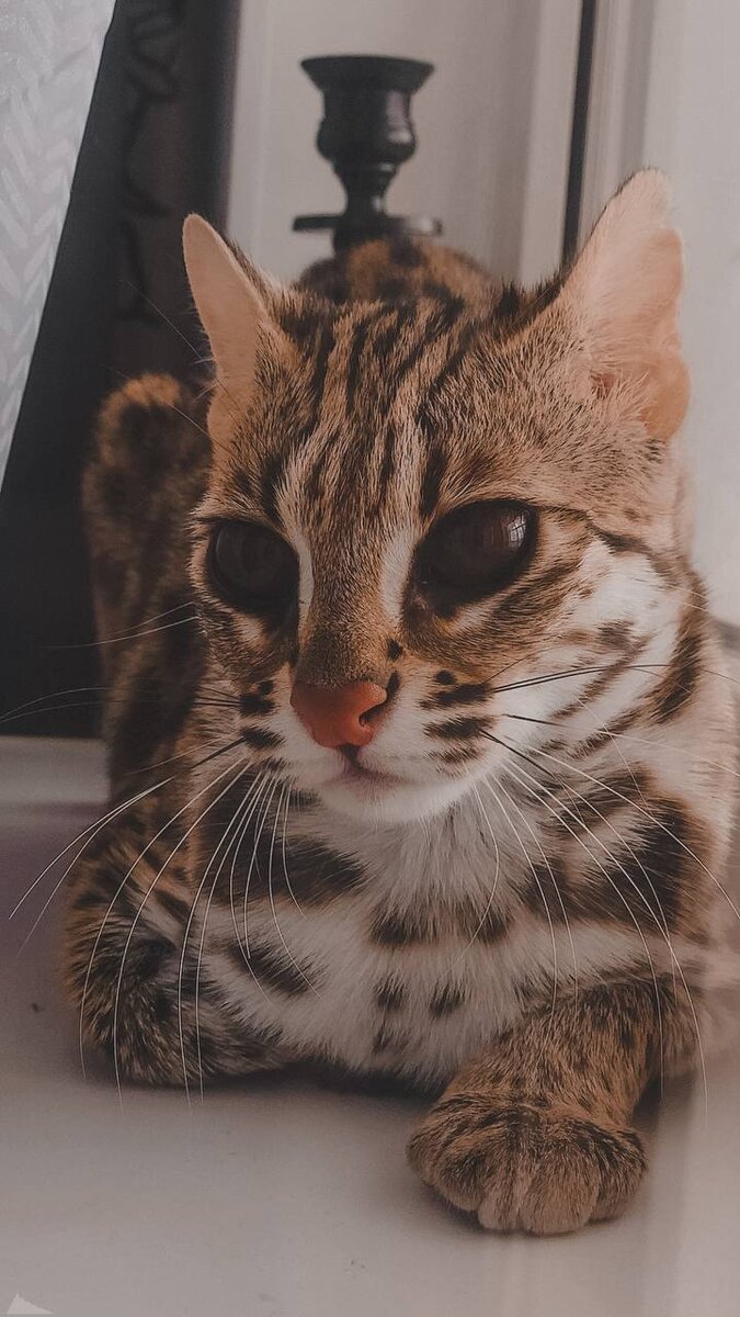 675x1200  Котик | 🌸Обои, картинки на телефон💮 | Дзен