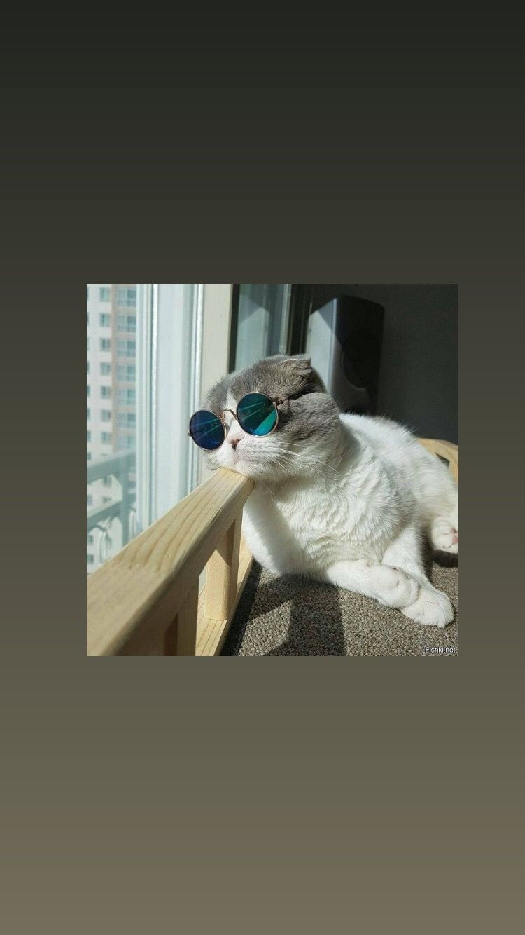 750x1334  Обои на телефон/Эстетика🐾 | Funny cat wallpaper, Cute cat wallpaper, Cat  aesthetic