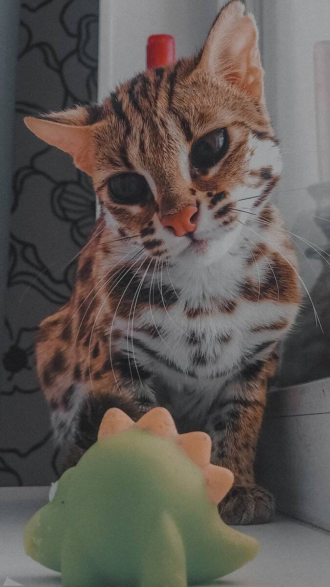 675x1200  Котик | 🌸Обои, картинки на телефон💮 | Дзен