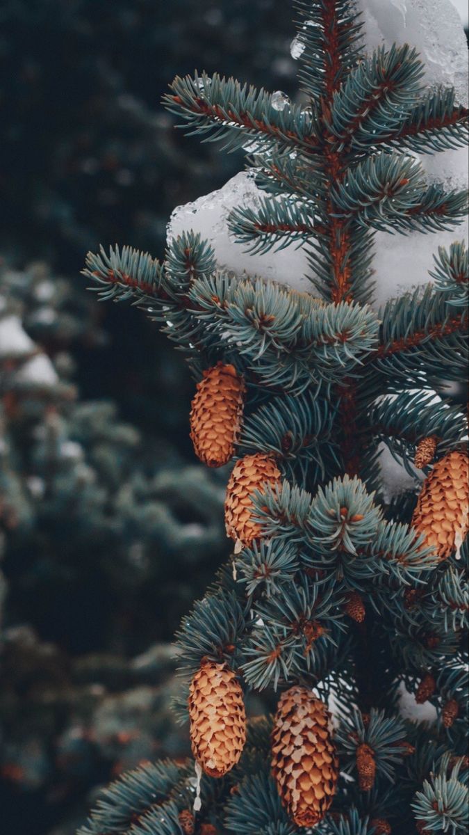 675x1200  Обои для телефона в HD качестве | Christmas phone wallpaper, Winter  wallpaper, Xmas wallpaper