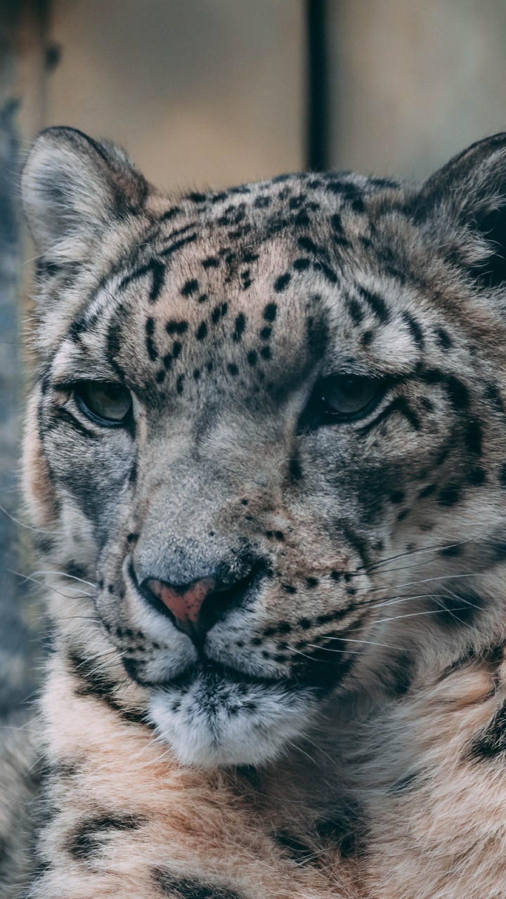 720x1280  Снежный Барс обои для телефона, HD заставки и картинки на экран блокировки  720x1280 | Akspic