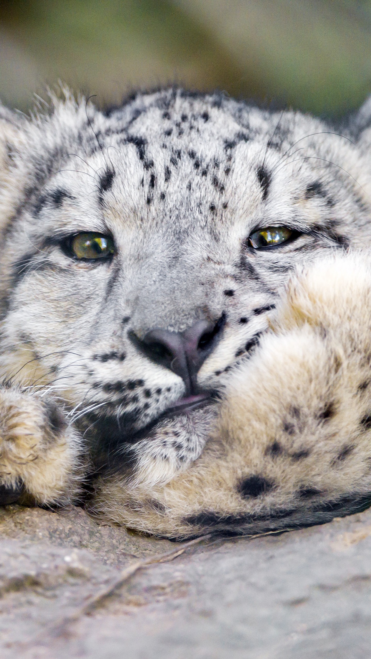 1440x2560  Обои на телефон снежный барс, большая кошка, ирбис - скачать бесплатно в  высоком качестве из категории \"Животные\"