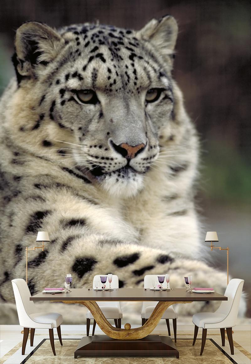 800x1161  Фотообои на стену Снежный барс на отдыхе - Кошки - Львы Тигры Леопарды