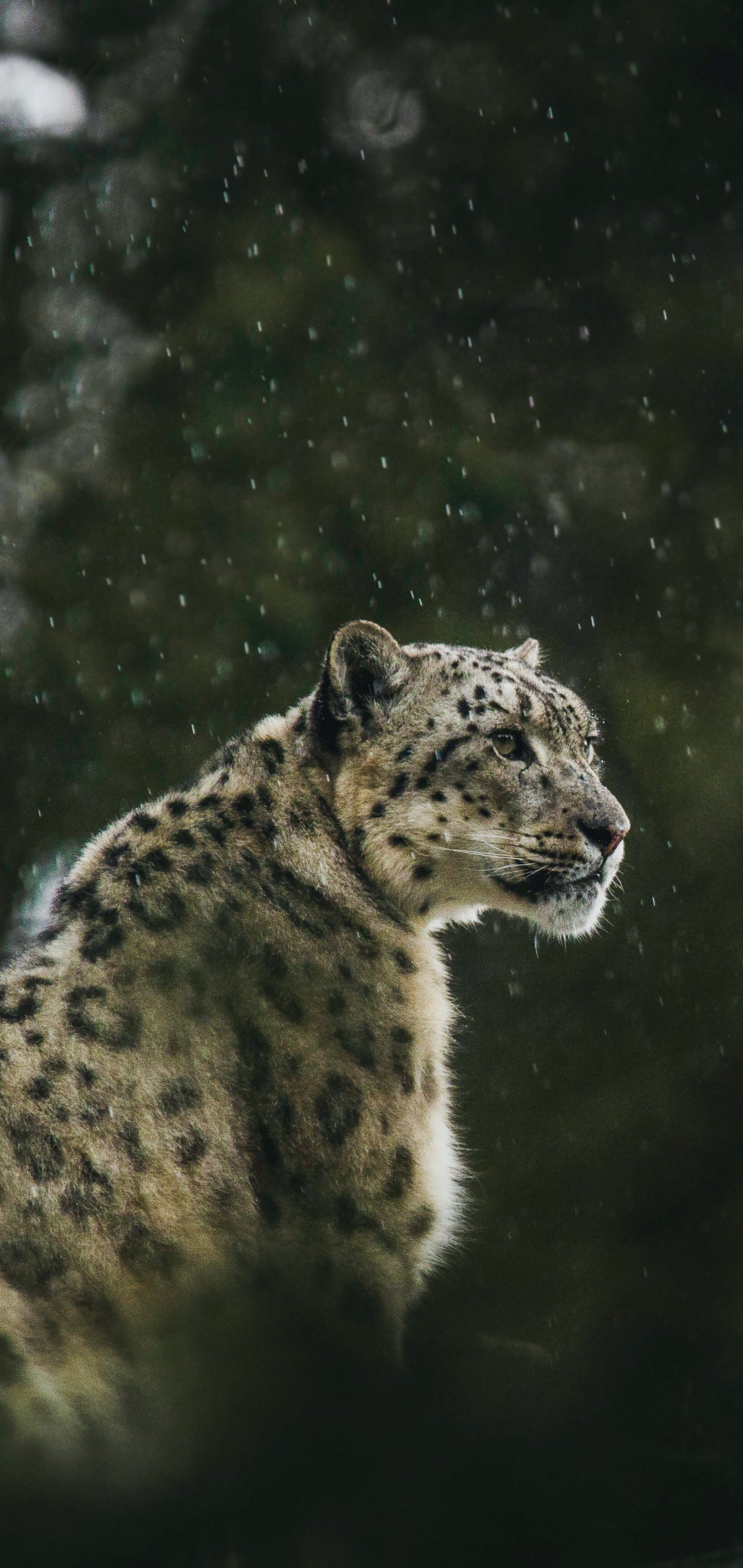 1440x3040  Хищник, снежный барс Обои 1440x3040 Samsung Galaxy S10, S10+, Galaxy  Note10+ / Pixel 4 XL / Sharp Aquos R2