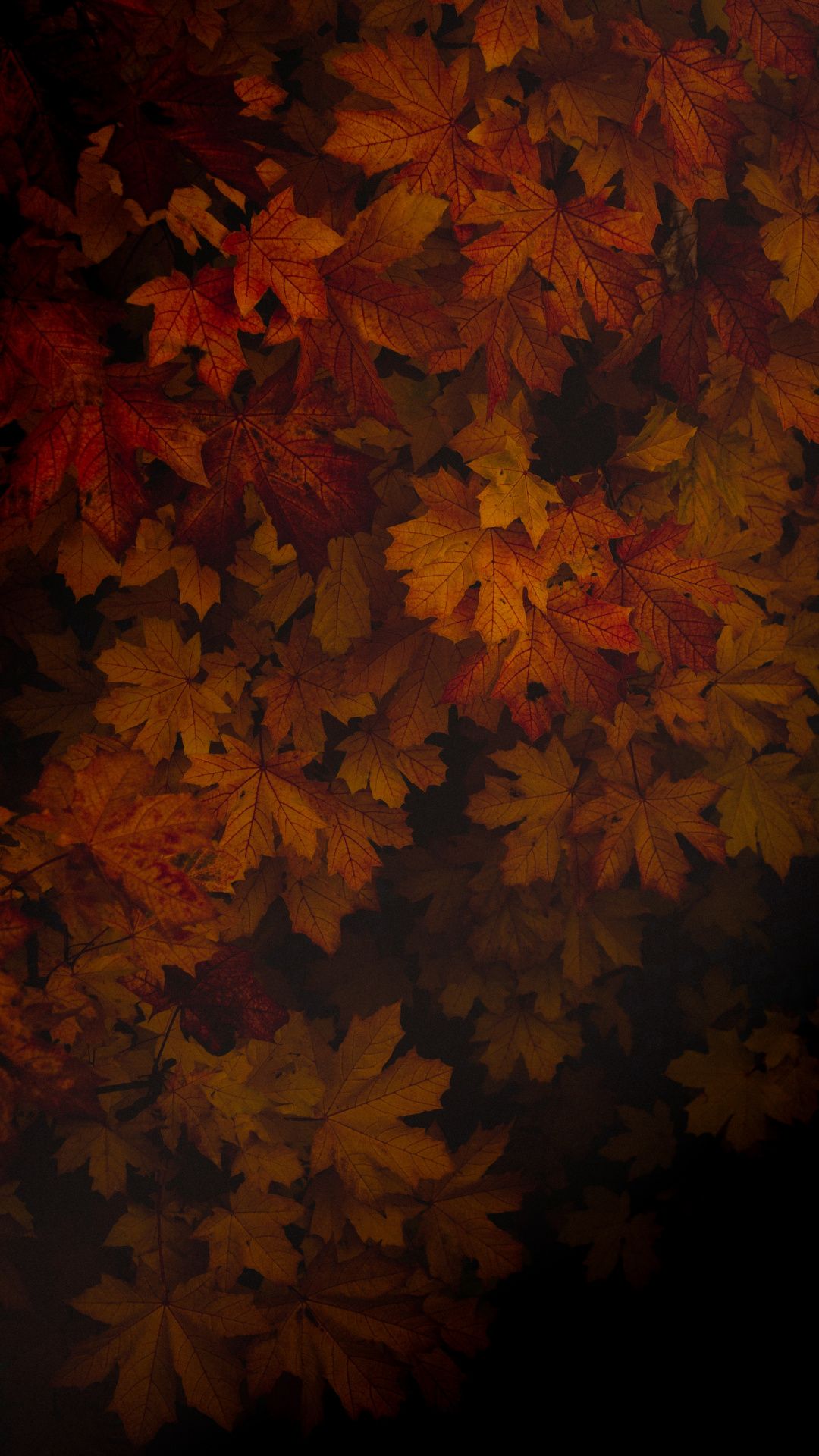 1080x1920  Autumn, foliage, portrait Wallpaper | วอลเปเปอร์โทรศัพท์, วอลเปเปอร์,  พื้นหลัง