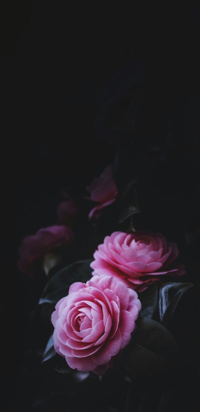 640x1315  Nature wallpaper iPhone | Güller, Çiçek, Yaratıcı fotoğrafçılık