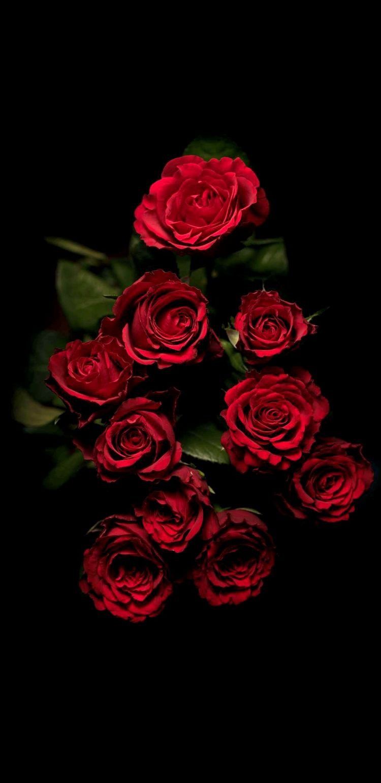 750x1541  Pin by ESRARENGİZ🌹 on Güllerim | Red roses wallpaper, Dark red roses, Rose  wallpaper