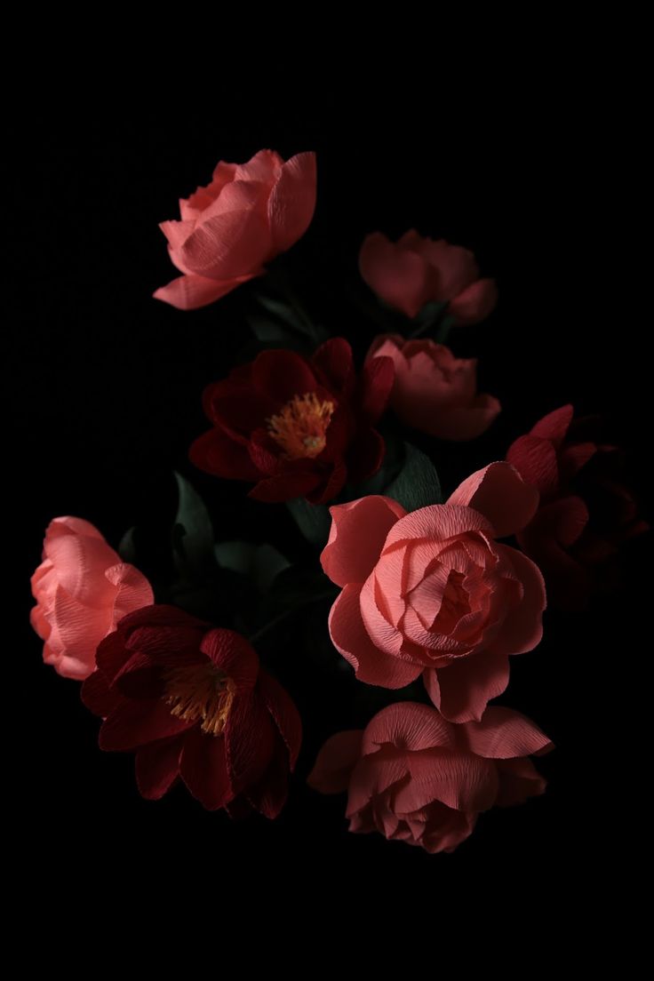 736x1104  papetal_peony_red_coral.JPG (1066×1600) | Фиолетовые пионы, Цветочные  картины, Цветочные фоны