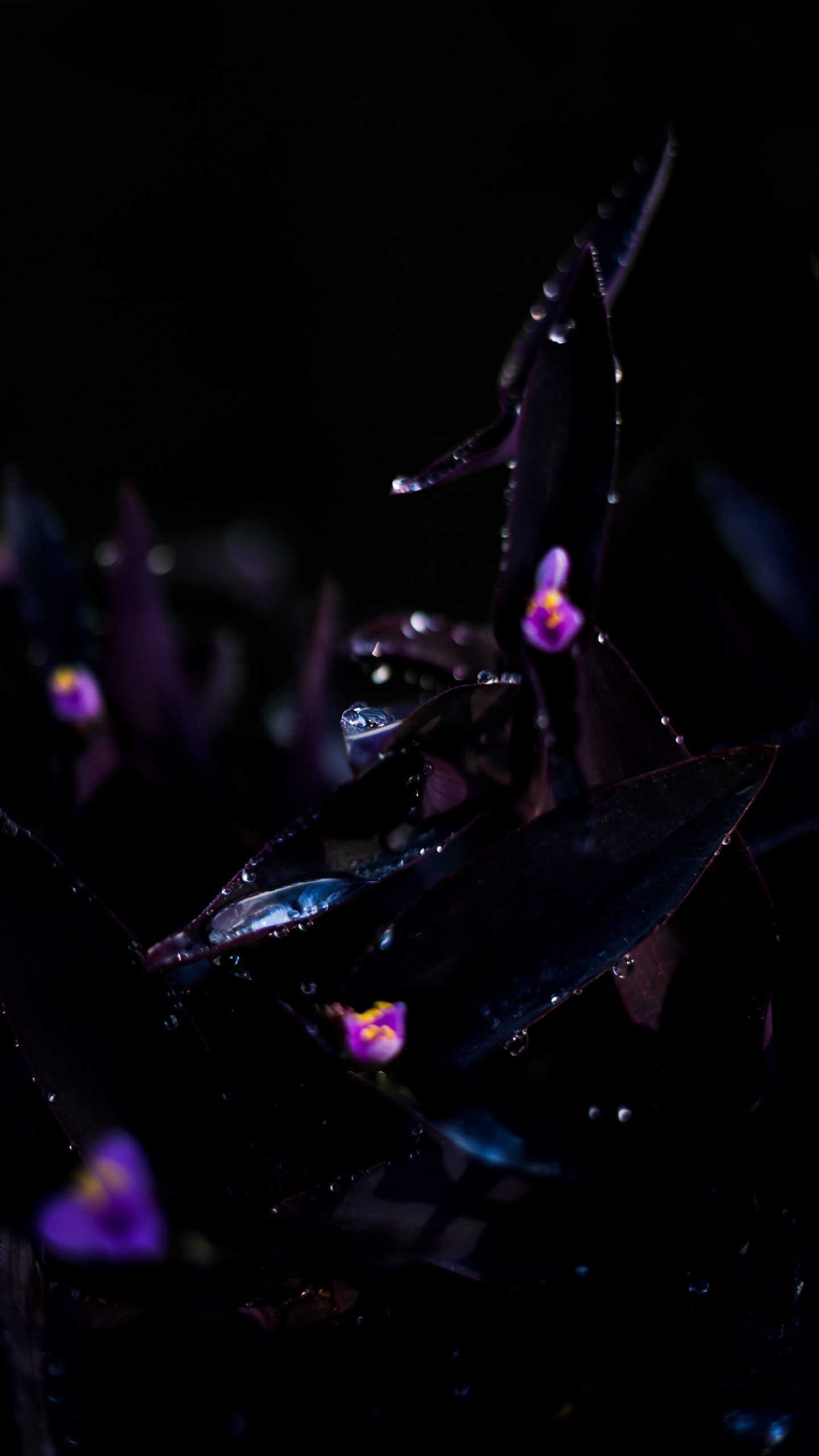 1440x2560  Обои на телефон растение, капли, темный, мокрый, цветы - скачать бесплатно  в высоком качестве из категории \"Макро\"