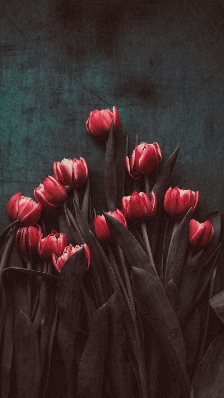 720x1280  Pin by Iyan Sofyan on Flowers + | Flower aesthetic, Beautiful flowers,  Flower wallpaper