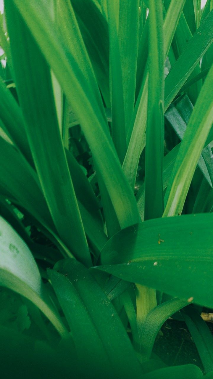 720x1280  зеленые листя фон трава | Трава, Зелень, Листья