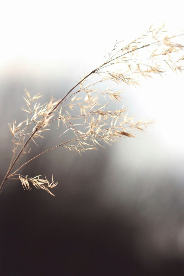 736x1104  Колос травы | Трава, Обои, Фон