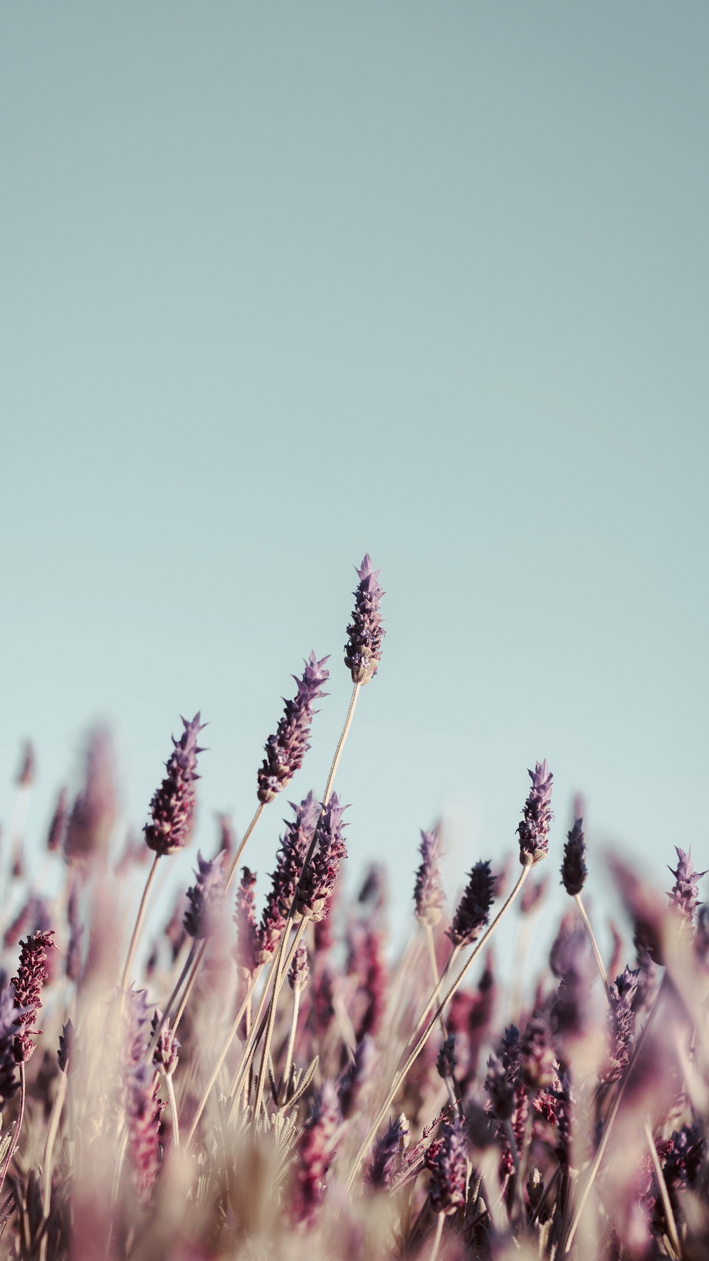 1440x2560  Обои на телефон трава, соцветия, цветение, стебли, растение - скачать  бесплатно в высоком качестве из категории \"Макро\"