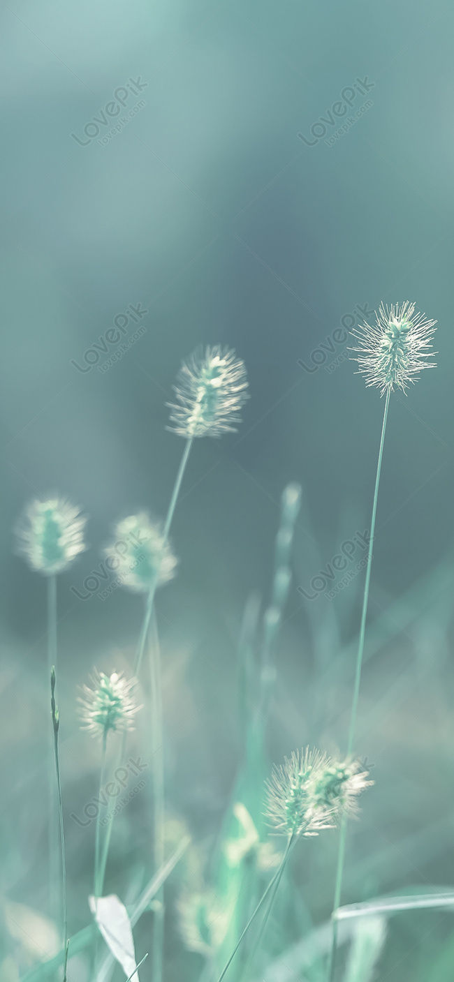 650x1407  Собака хвост травы мобильный телефон обои изображение_Фото номер  400663608_JPG Формат изображения_ru.lovepik.com