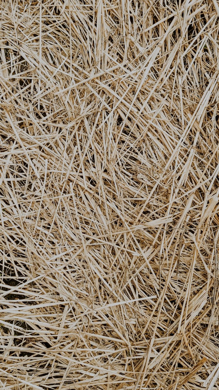908x1614  Сено. Солома. Сухая трава. Текстура. Обои на телефон | Обои, Текстура, Обои  для телефона