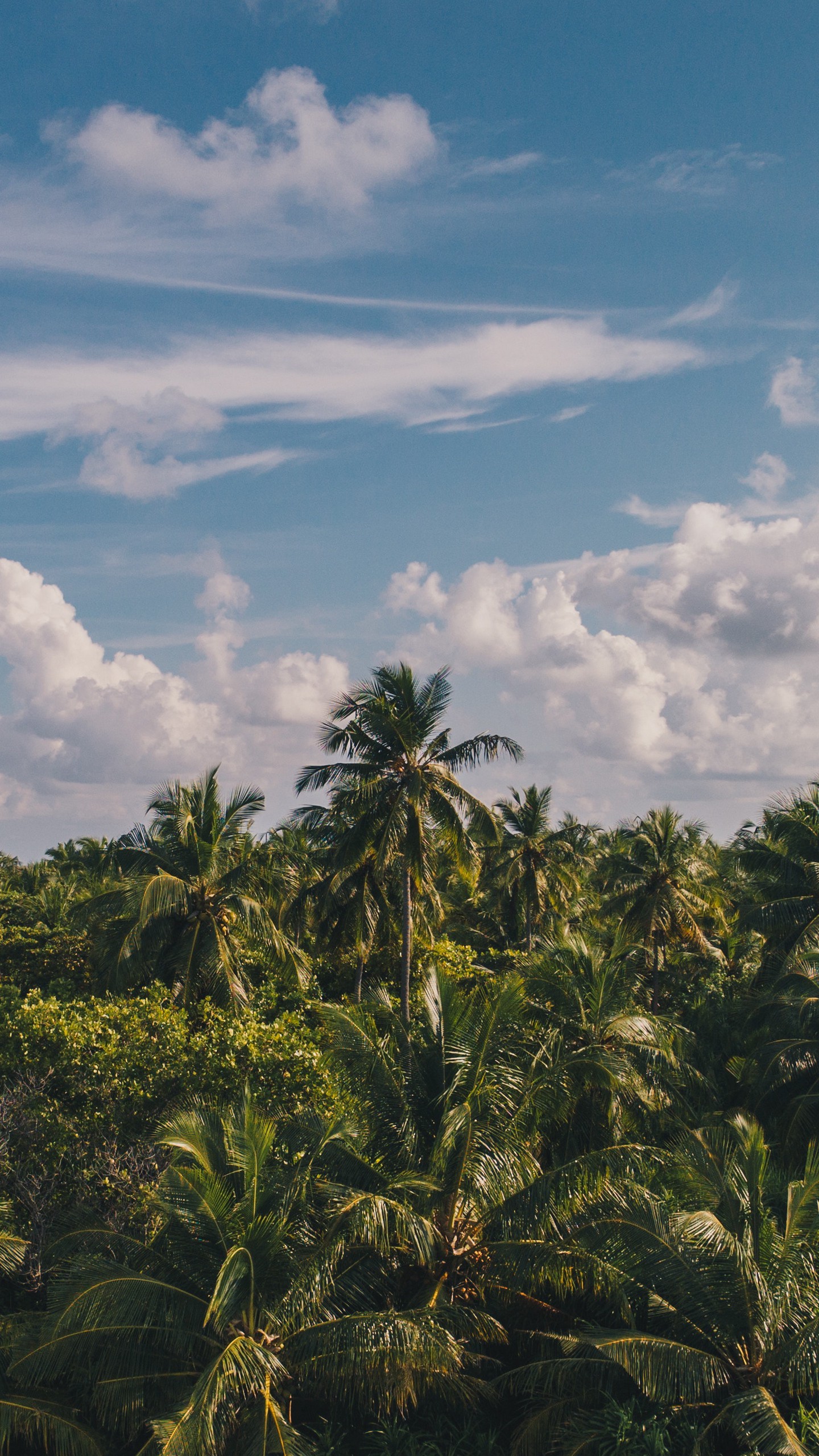 1440x2560  Обои на телефон пальмы, облака, небо, тропики - скачать бесплатно в высоком  качестве из категории \"Природа\"