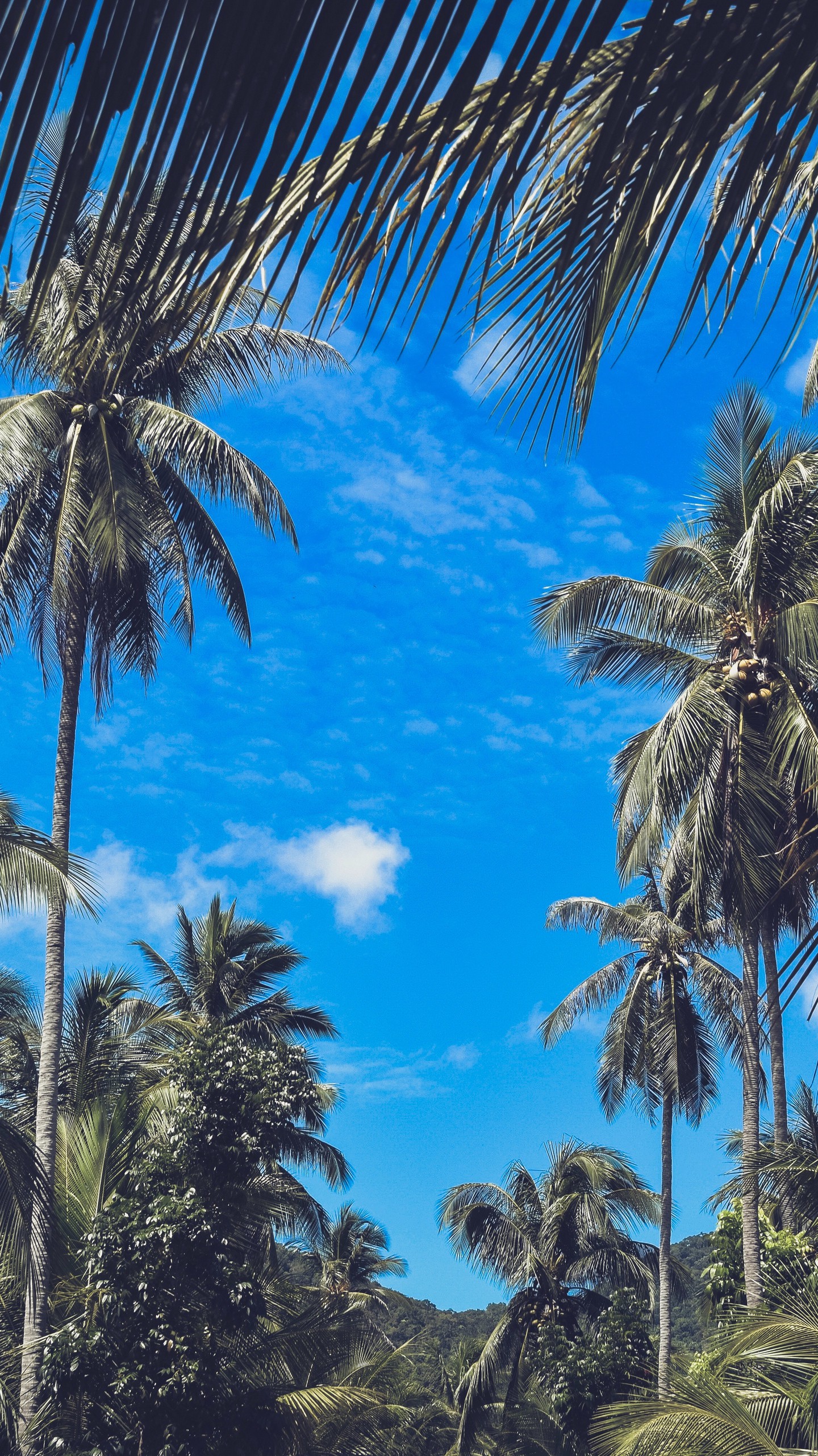 1440x2560  Обои на телефон пальмы, ветки, листья, небо, облака, тропики - скачать  бесплатно в высоком качестве из категории \"Природа\"