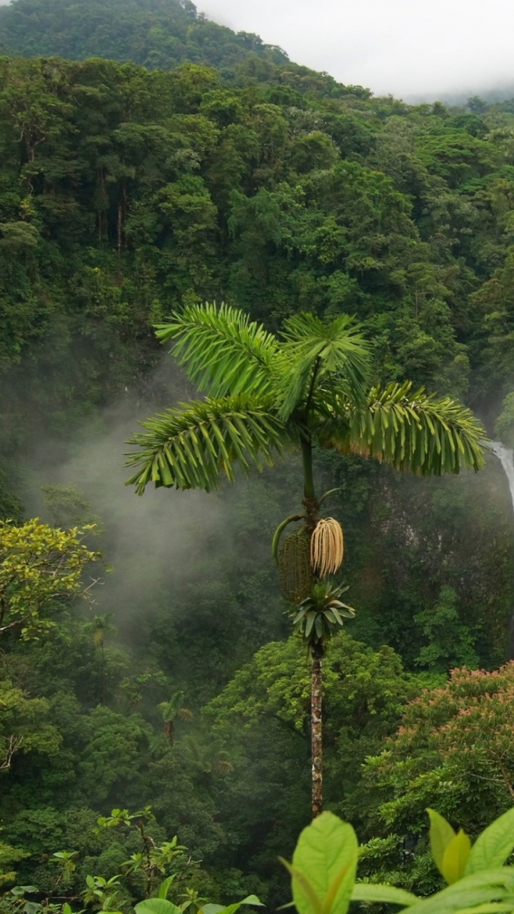 720x1280  Тропики обои для телефона, HD заставки и картинки на экран блокировки  720x1280 | Akspic