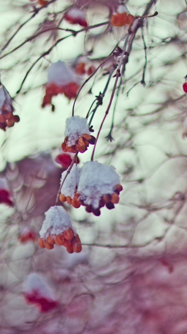 750x1334  Обои февраль, простуда, ветвь, розовый, расцвет для iPhone 6, 6S, 7, 8  бесплатно, заставка 750x1334 - скачать картинки и фото