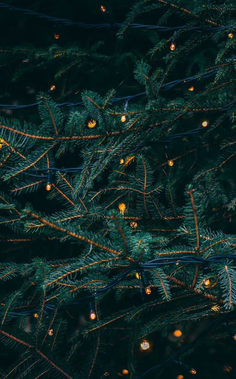 800x1280  Зима и февраль лучшие обои на телефон - подборка