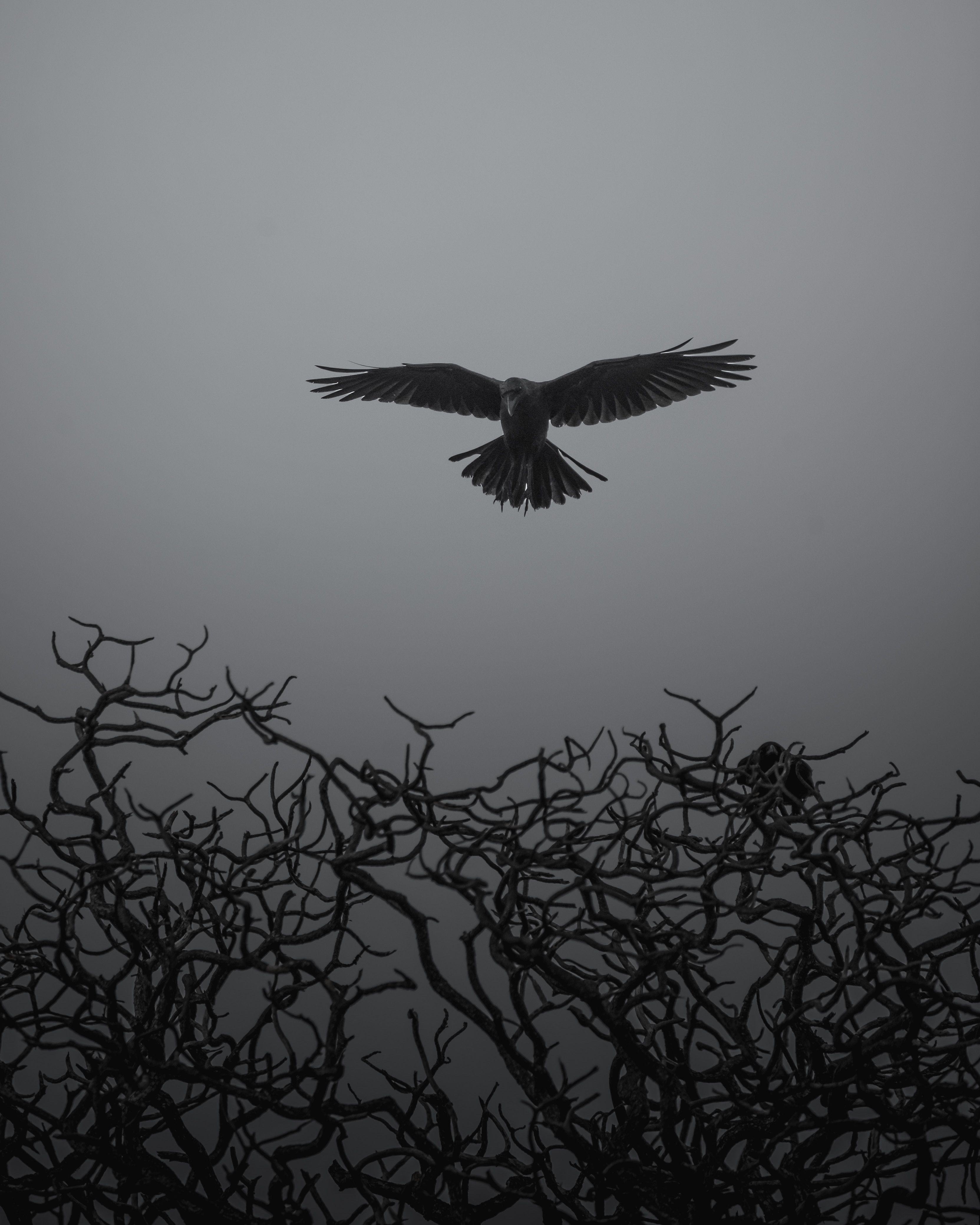 3326x4157  Download wallpaper 3326x4157 crow, branches, bw, bird, fly hd background