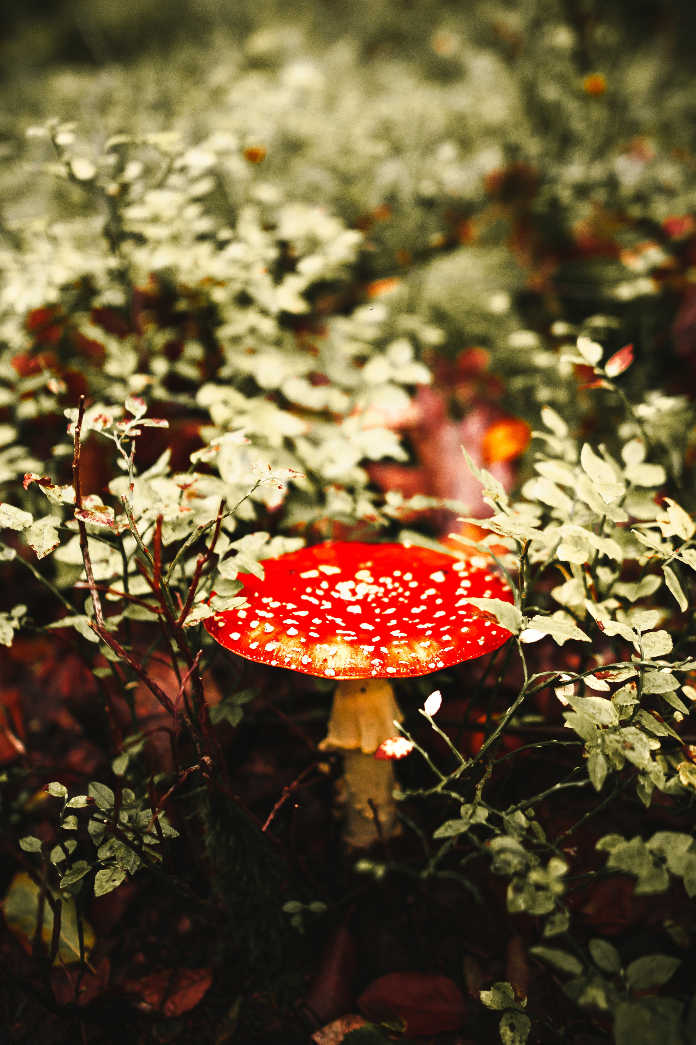 2667x4000  Mobile wallpaper: Mushroom, Spotty, Macro, Spotted, Fly Agaric, 110098  download the picture for free.