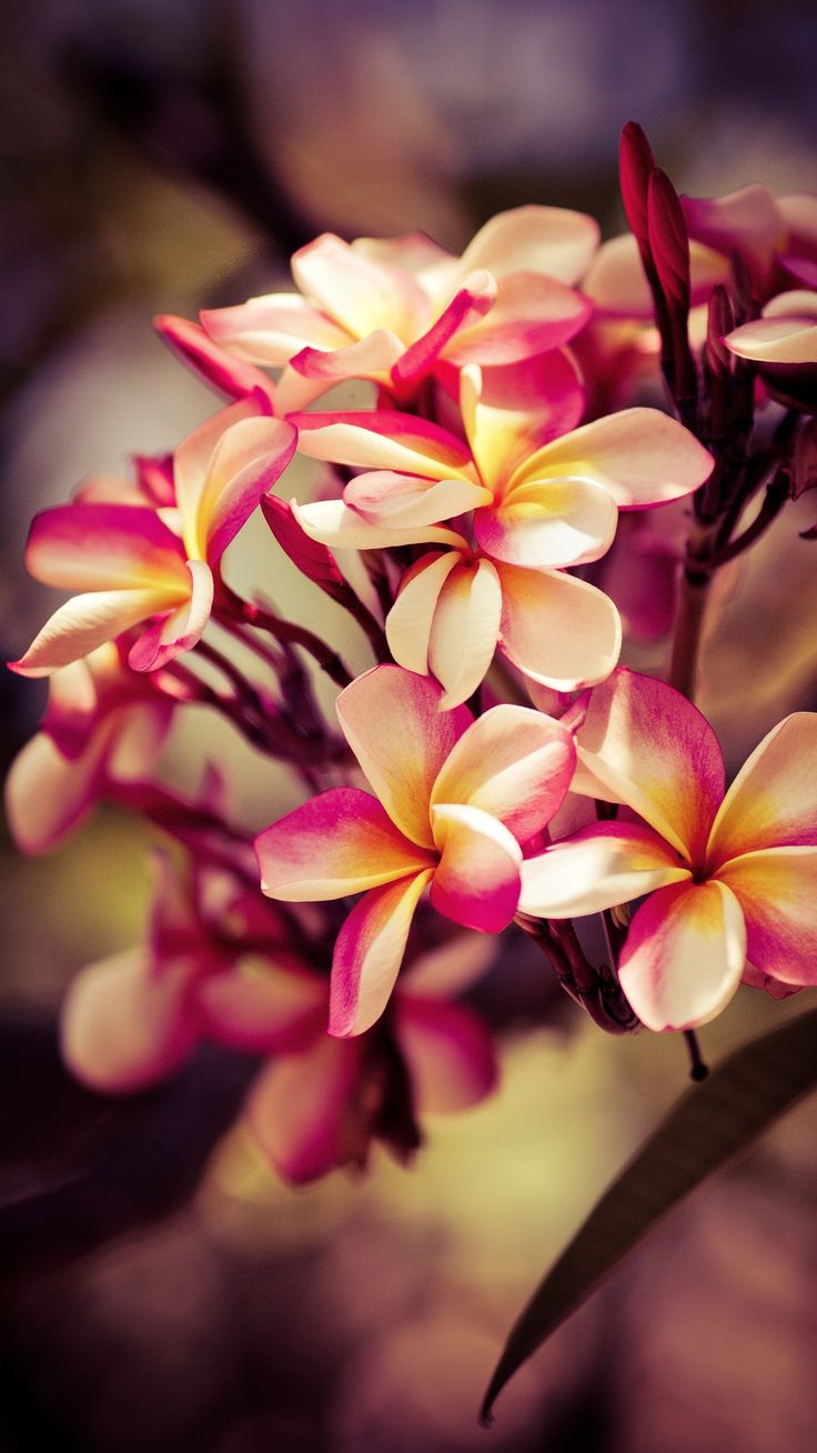 736x1308  Обои на телефон хонор - 74 фото