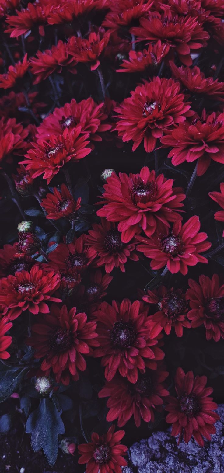 736x1555  Wallpaper flowers red цветы природа обои на телефон | Цветочная живопись на  холсте, Цветочные картины, Текстурированные обои