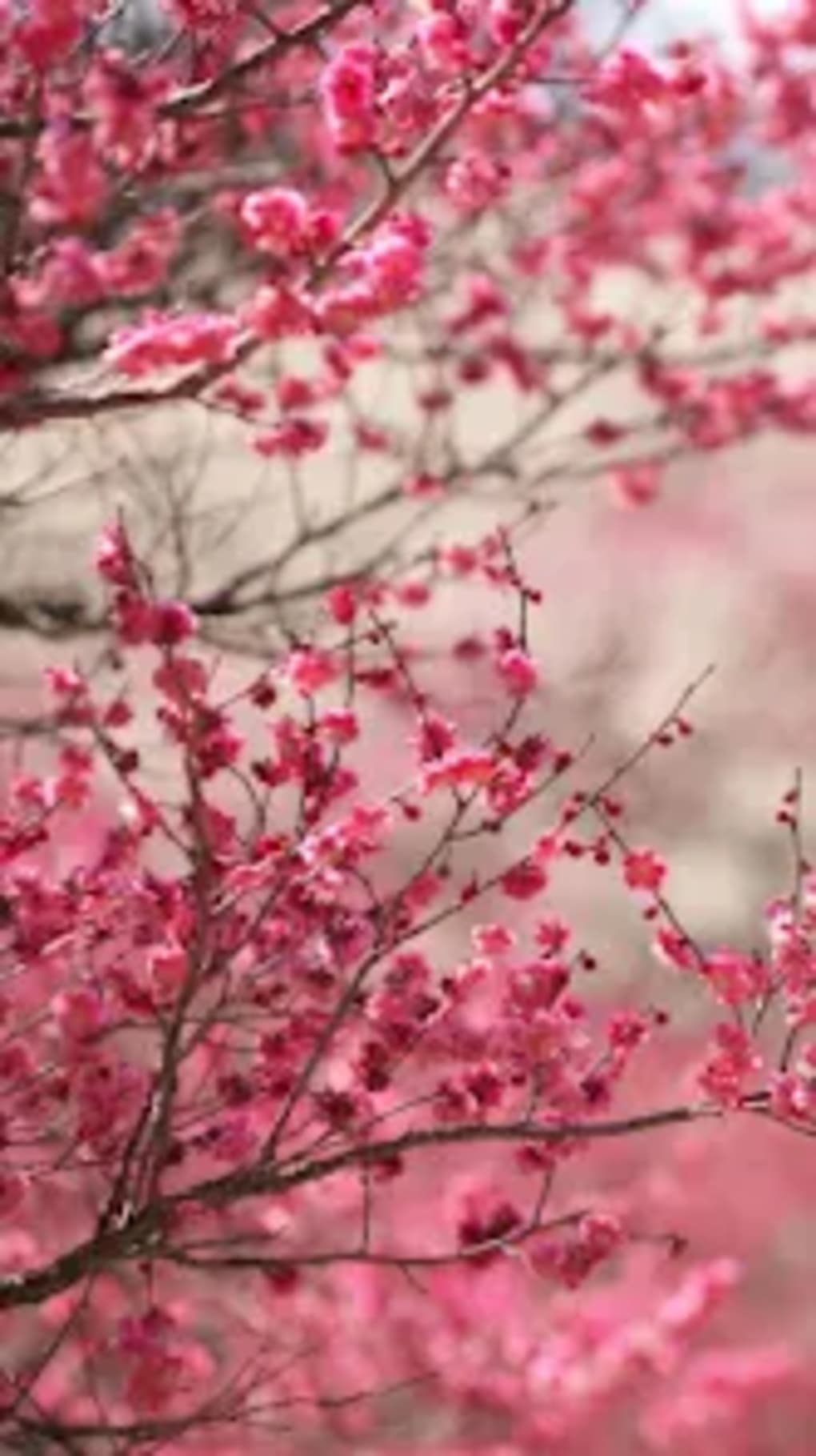 1020x1819  Sakura Live Wallpaper для Android — Скачать